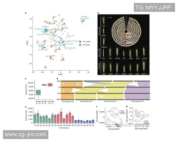 探索pa和pavs的选择对决与应用场景分析